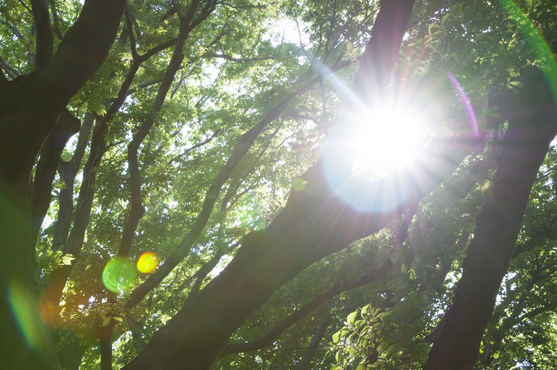 森の中木々の間から日が差し込む画像